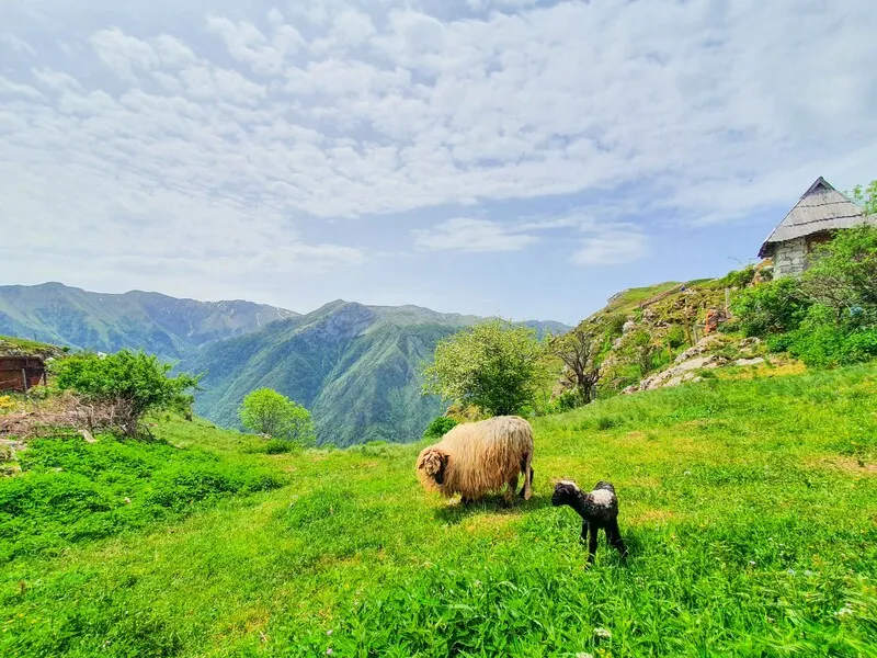 A sheep and her lamb grazing below a wooden hut, with mountains behind